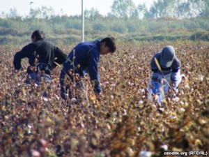 Students on the cotton field-2