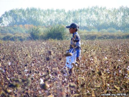 Statement from the Cotton Campaign on the Start of the Cotton Harvest in Uzbekistan
