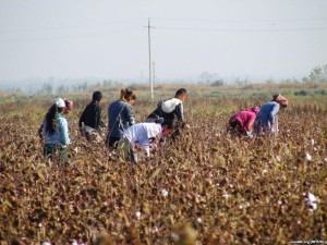 Students on the cotton field-4