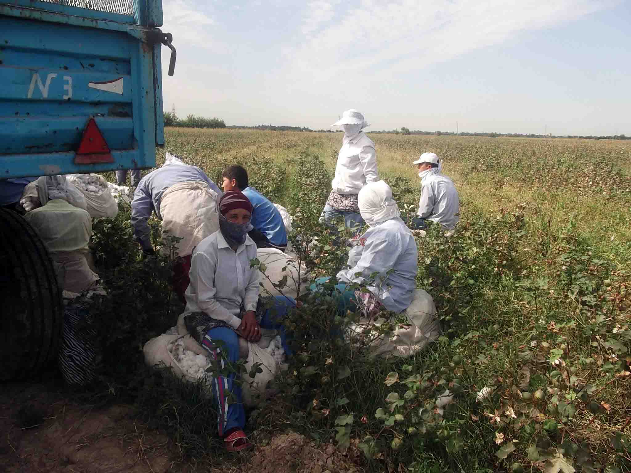 Review of the 2013 Cotton Harvest in Uzbekistan