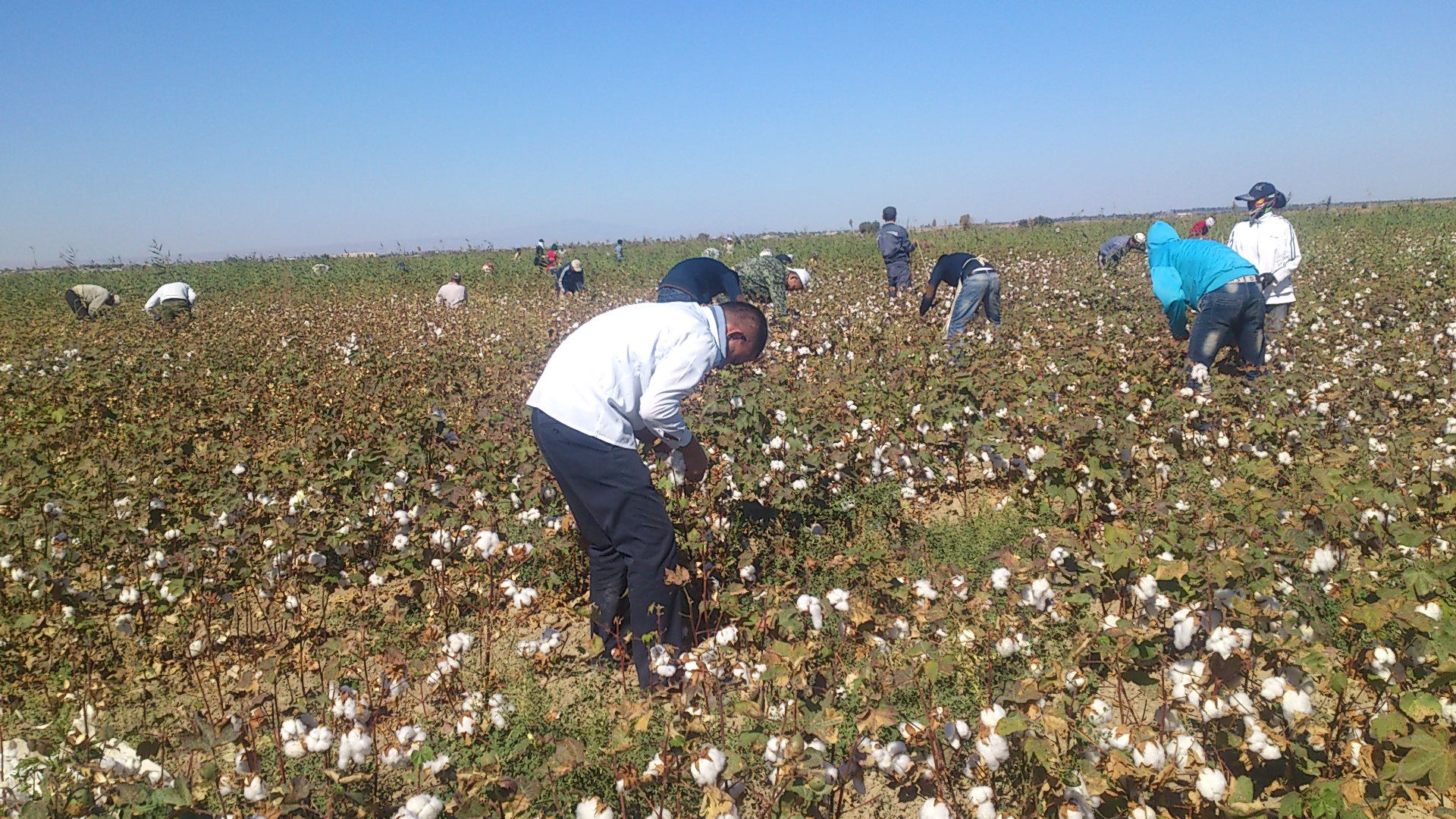 COTTON CHRONICLE, Issue 6, November 2, 2012