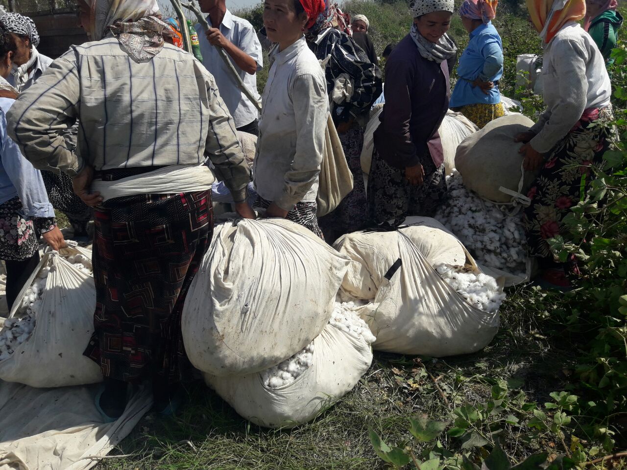 We pick cotton out of fear: systematic forced labor and the accountability gap in Uzbekistan