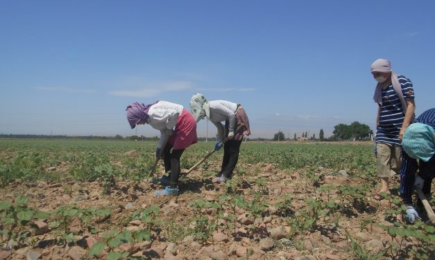 Unfinished work in the fight against forced labor in Uzbekistan’s cotton harvest