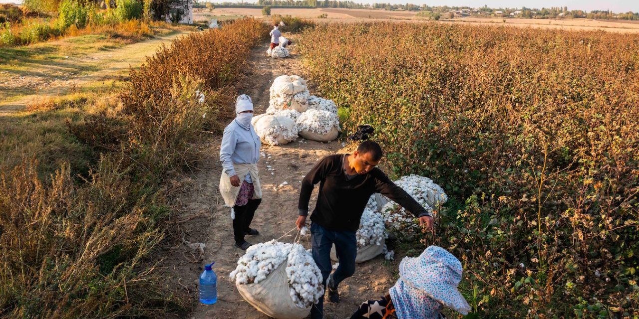 A Changing Landscape in Uzbek Cotton Production – Forced labor continues to decline in the 2020 harvest, challenges remain