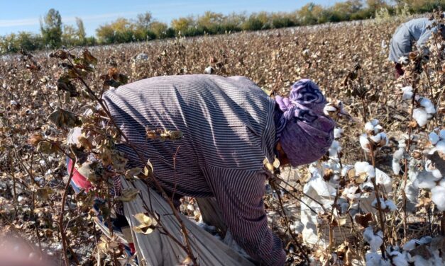 “Significant risks” remain in Uzbek cotton sector