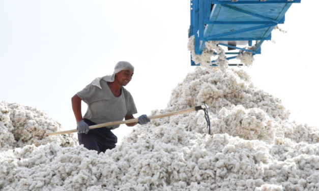 UZBEK COTTON HARVEST 2022: NO SYSTEMATIC FORCED LABOR OF PICKERS BUT GOVERNMENT CONTROL OF THE COTTON SECTOR PUTS FARMERS AND WORKERS AT RISK