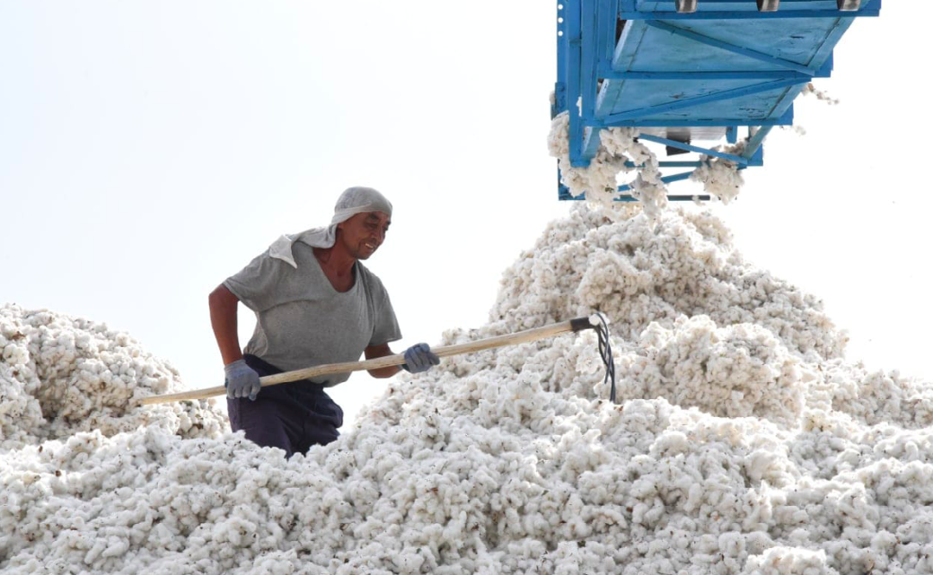 UZBEK COTTON HARVEST 2022: NO SYSTEMATIC FORCED LABOR OF PICKERS BUT GOVERNMENT CONTROL OF THE COTTON SECTOR PUTS FARMERS AND WORKERS AT RISK