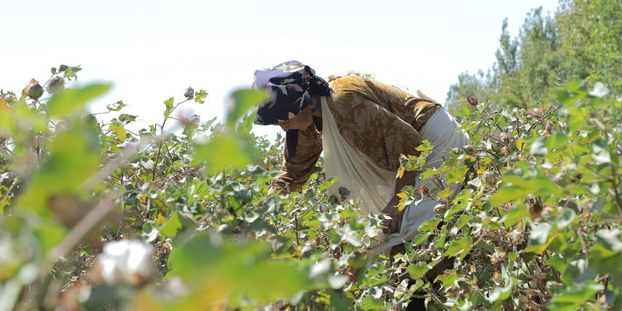 Will Uzbekistan Finally Solve the Problem of Forced Labor Through Mechanization
