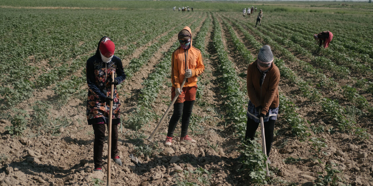 “I’ll Take Not Just Your Land, but Your Life”: Piskent Hokim Threatens Farmer