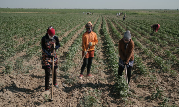 “I’ll Take Not Just Your Land, but Your Life”: Piskent Hokim Threatens Farmer